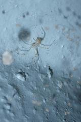 Chrysso lingchuanensis