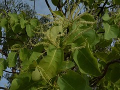 Terminalia ferdinandiana