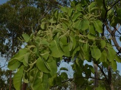 Terminalia ferdinandiana