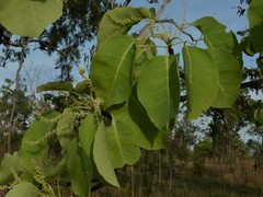 Terminalia ferdinandiana