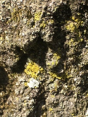 Candelaria concolor image