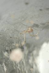 Chrysso lingchuanensis