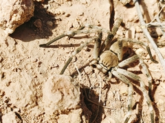 Eusparassus