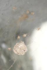 Chrysso lingchuanensis