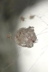 Chrysso lingchuanensis