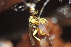 Mesopolobus
