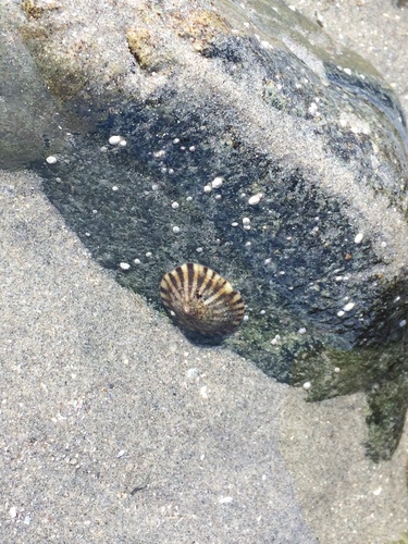 Nacellida
