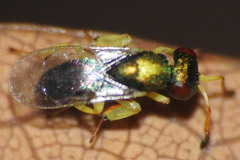 Mesopolobus