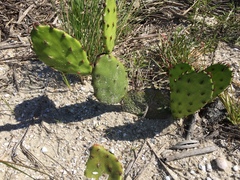 Opuntia macrarthra