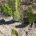 Eastern Beach Pricklypear - Photo (c) Mary Spilman, some rights reserved (CC BY-NC), uploaded by Mary Spilman