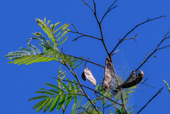 Senegalia polyphylla