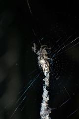 Cyclosa confusa