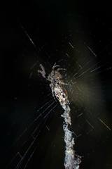 Cyclosa confusa
