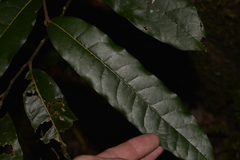 Cryptocarya obovata