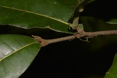 Cryptocarya obovata