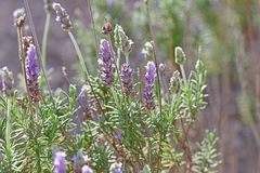 Lavandula dentata