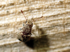 Cacephatus