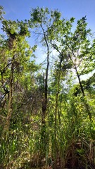 Senegalia polyphylla