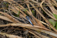 Orthetrum albistylum