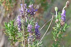 Lavandula dentata