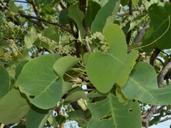 Terminalia ferdinandiana