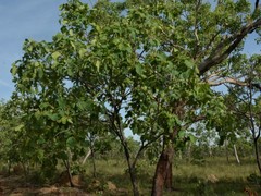 Terminalia ferdinandiana