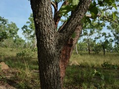 Terminalia ferdinandiana