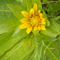 Wyethia glabra