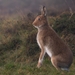 Irish Mountain Hare - Photo (c) Joshua Clarke, some rights reserved (CC BY-NC), uploaded by Joshua Clarke