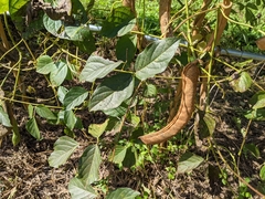 Canavalia ensiformis