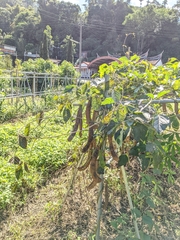 Canavalia ensiformis