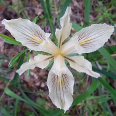 Iris fernaldii