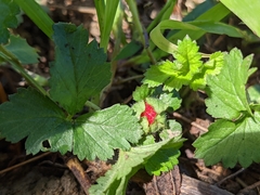 Potentilla hebiichigo
