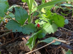 Potentilla hebiichigo