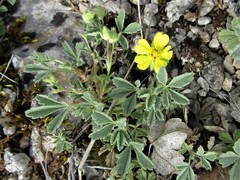 Potentilla tommasiniana