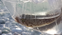 Torquigener flavimaculosus