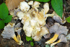Craterellus ianthinoxanthus