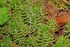 Petrosedum sediforme