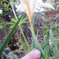 Iris fernaldii