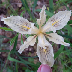 Iris fernaldii