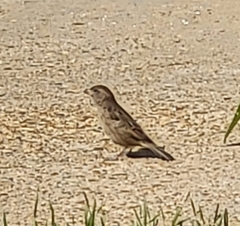 Passer domesticus