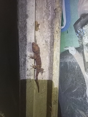 Gekko gecko