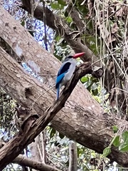 Halcyon senegaloides