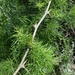 Asparagus angusticladus - Photo (c) markus lilje, some rights reserved (CC BY-NC-ND), uploaded by markus lilje