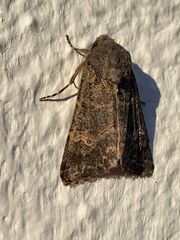 Aporophyla chioleuca