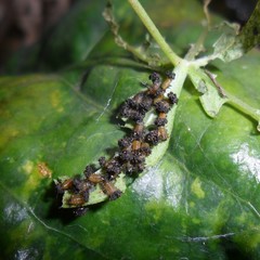 Chelymorpha cribraria