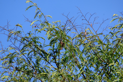 Senegalia polyphylla