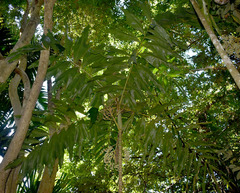 Brassiophoenix drymophloeoides