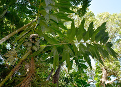 Brassiophoenix drymophloeoides