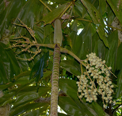 Brassiophoenix drymophloeoides